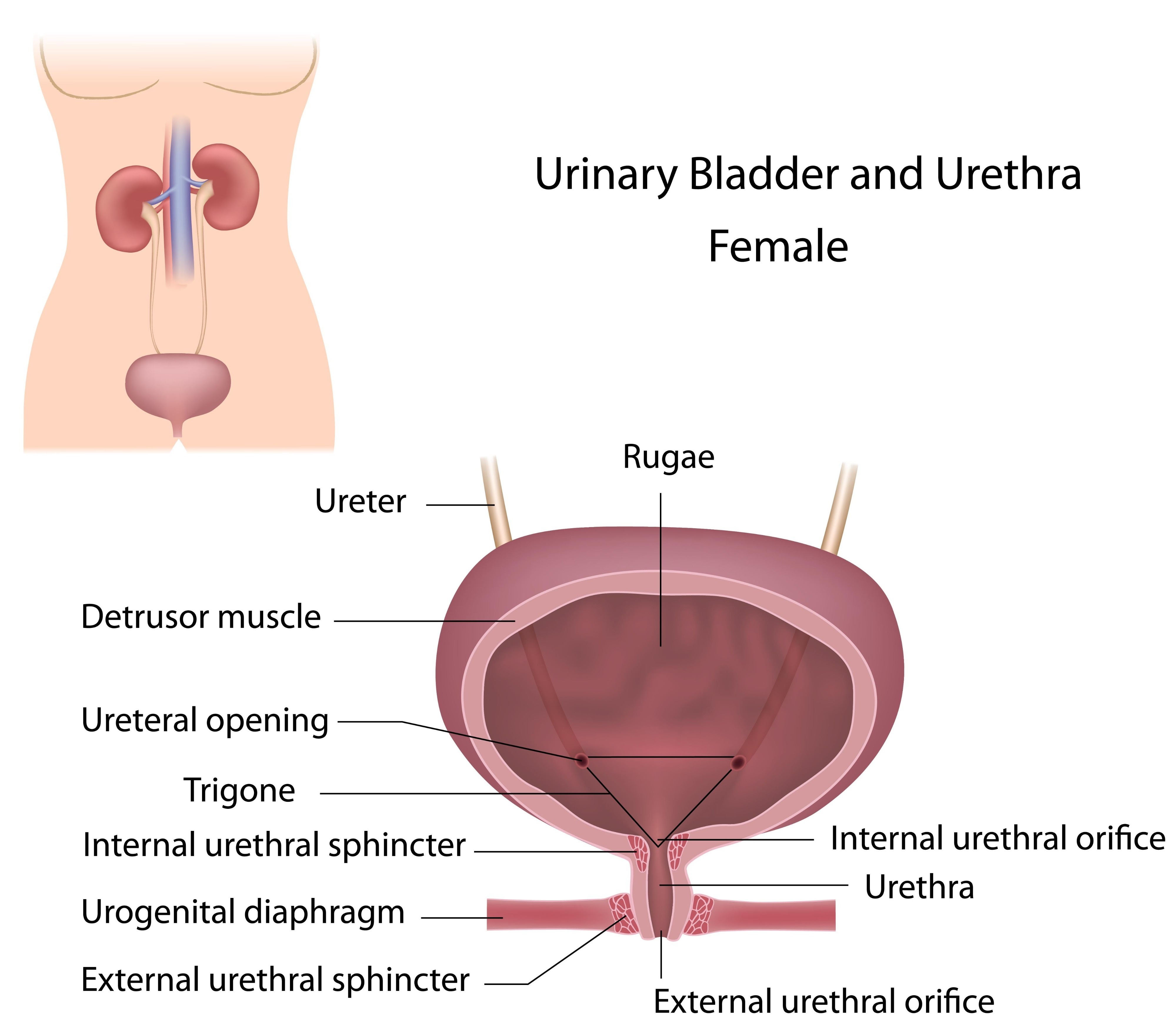 the male and female urinary system anatomy, AI generated