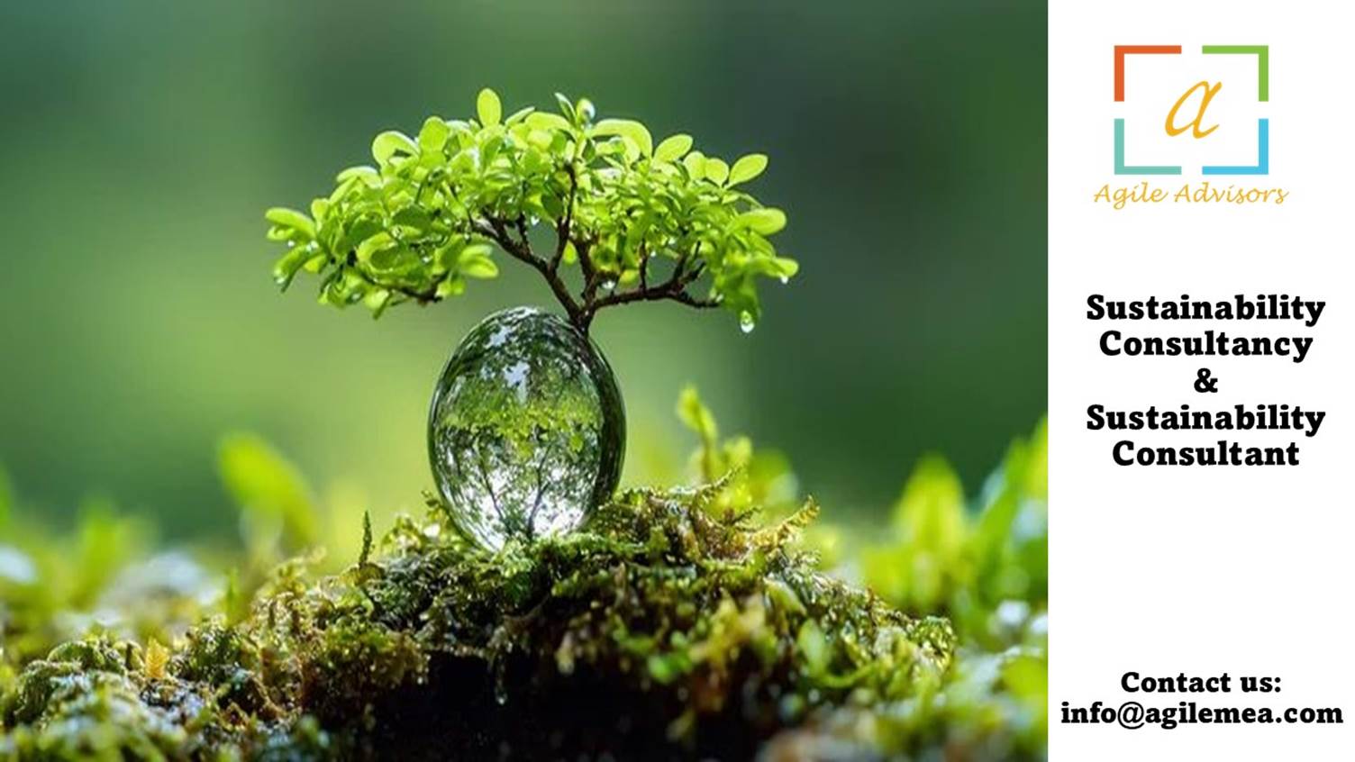 A tree growing out of a glass ball
AI-generated content may be incorrect.