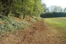 tree shaping