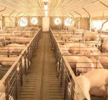 Swine Light