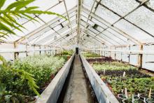 greenhouse