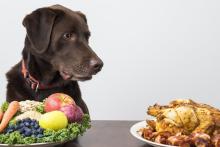 dog nutrition