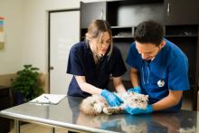 pet surgery