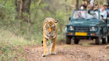 Tiger Safari Bandhavgarh, Tiger Safari India