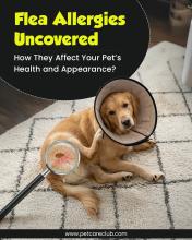 Flea Allergy Dermatitis in Dogs: Symptoms, Treatment & Prevention