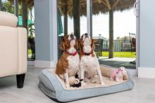Dog Hostel in Agra