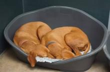 Dog Hostel in Nagpur