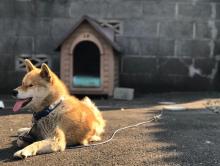 Dog Hostel in Patna