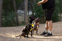 Dog Trainer in Hyderabad