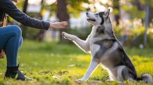 Dog Trainer in Mumbai