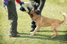 Dog Trainer in Chandigarh