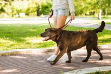 Dog Walking Services in Nagpur