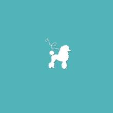 Poodle Breeder