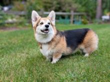 Quincy Animal Shelter