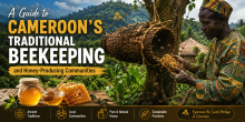 A Guide to Cameroon's Traditional Beekeeping and Honey-Producing Communities