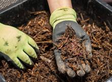 worm farm 