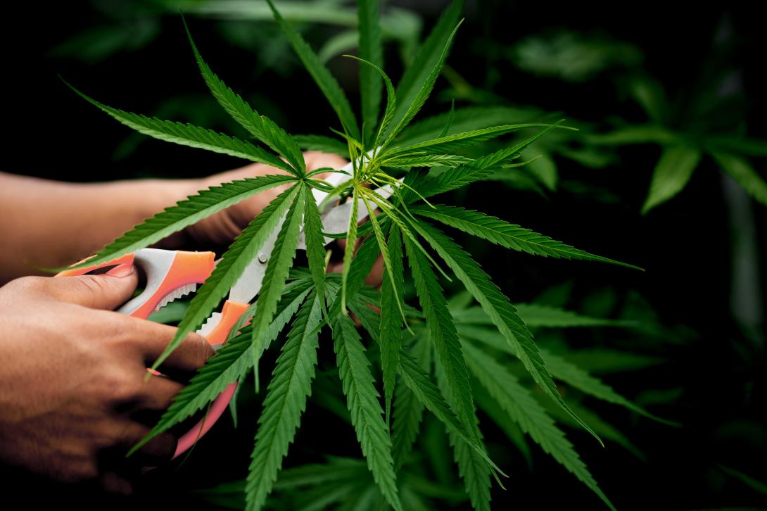 weed cannabis