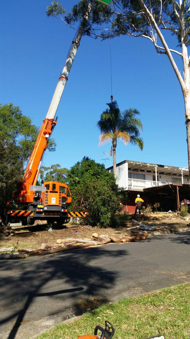 tree pruning and trimming