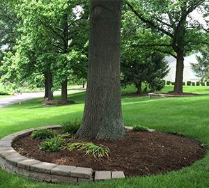 Tree Services