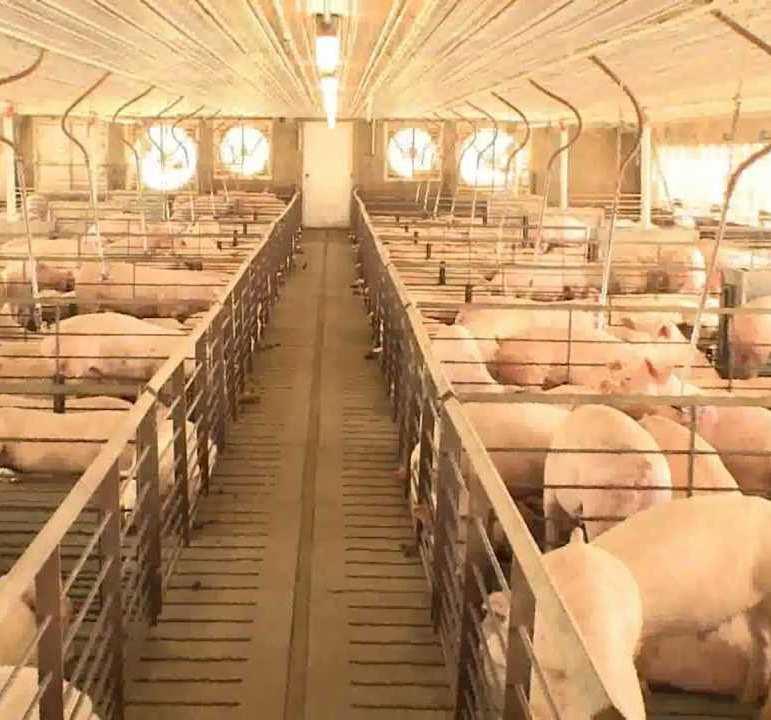 Swine Light