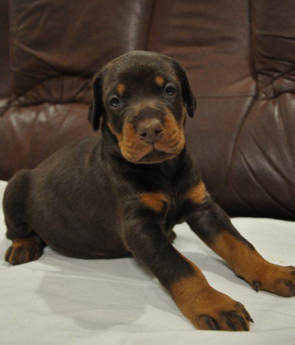 doberman puppy