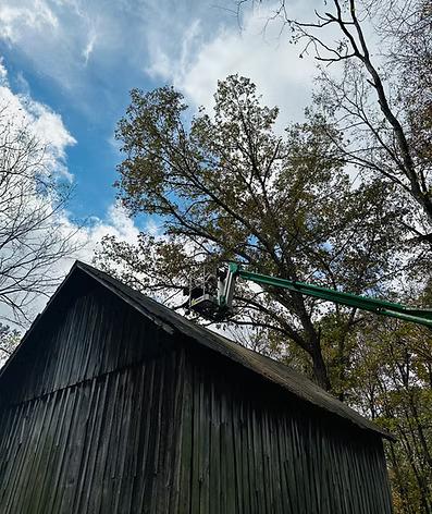 Tree removal in Clarksville, TN