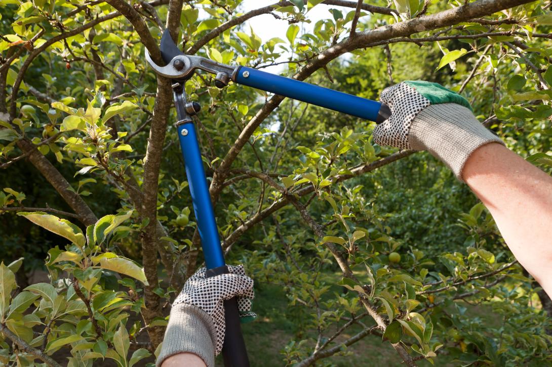 Ben's Tree and Garden Services