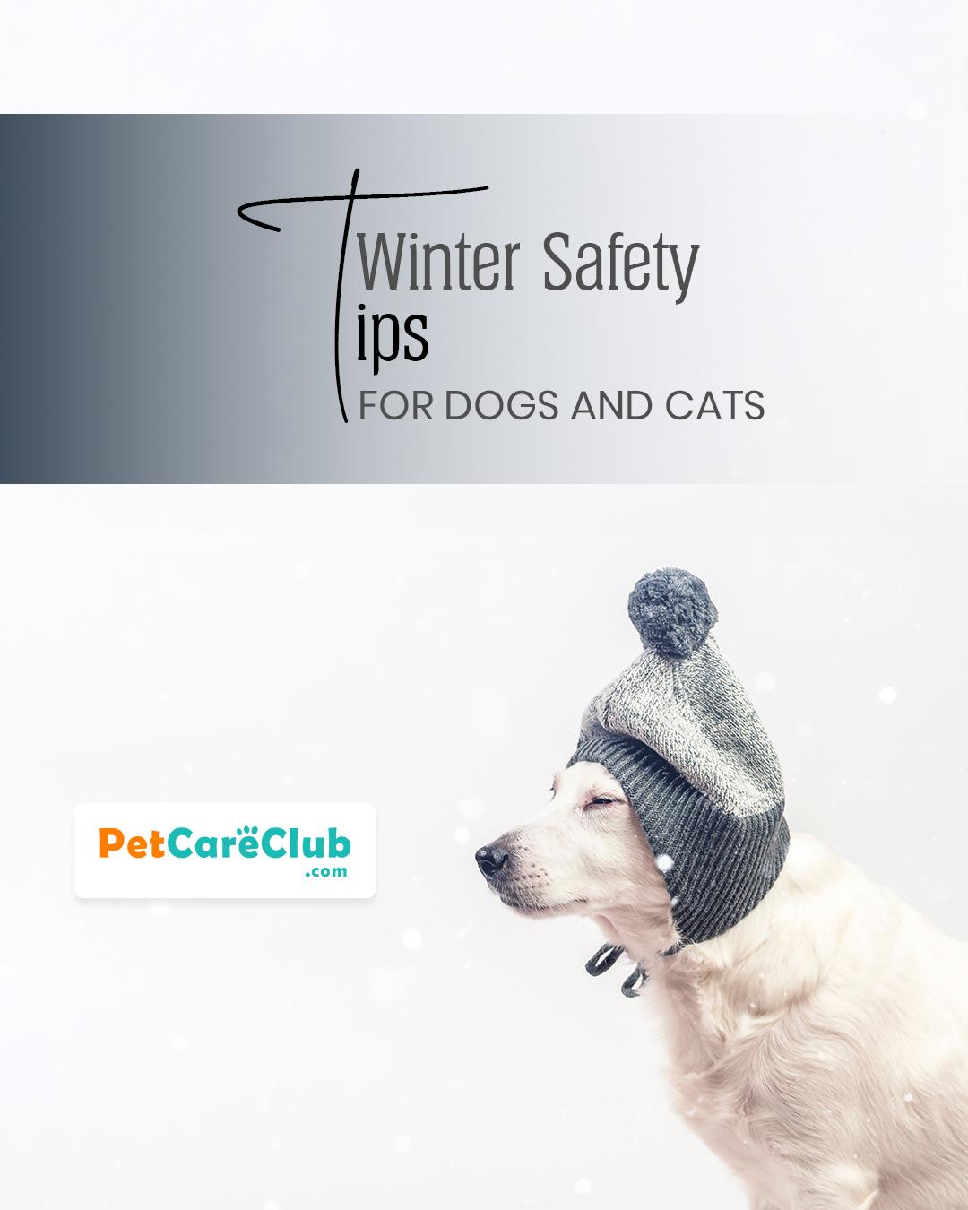 Winter Safety Tips for Dogs & Cats - Keep Pets Warm & Healthy