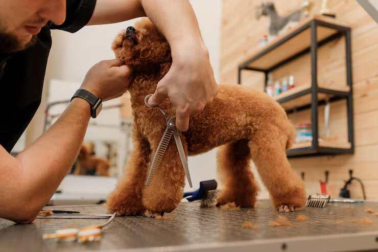 Dog Grooming in Amritsar