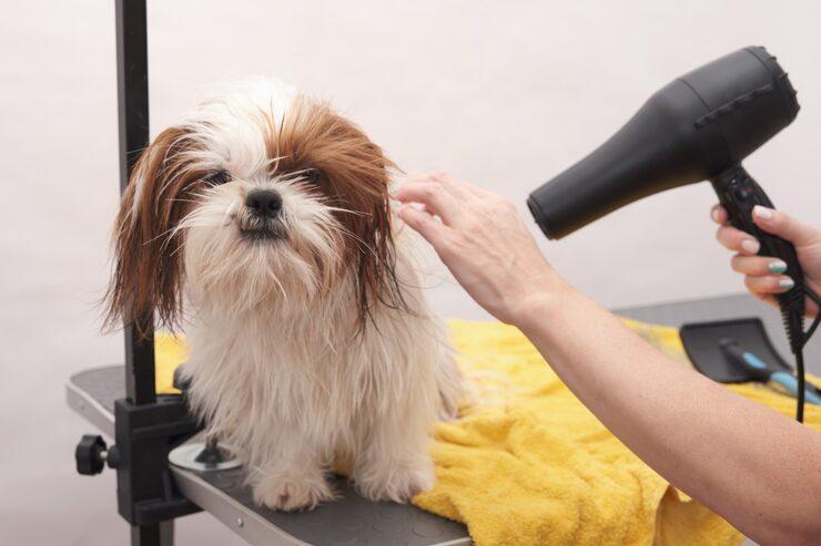Dog Grooming in Bhopal