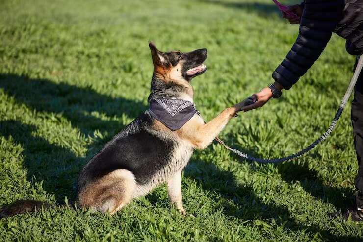 Dog Training in Agra
