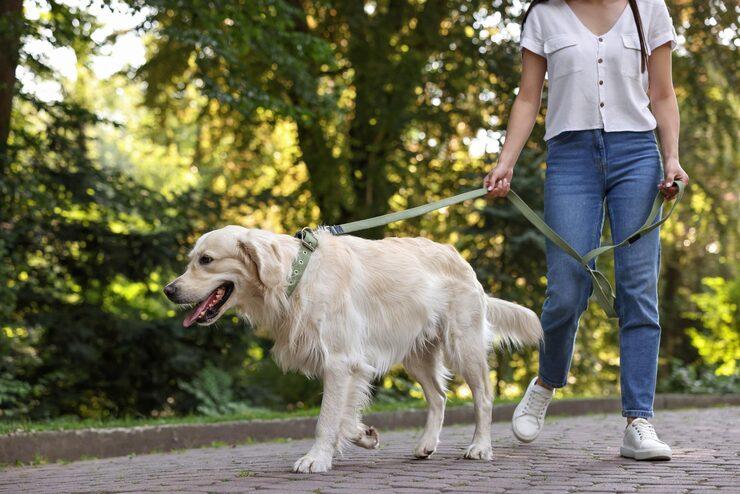 Dog Walkers in Agra