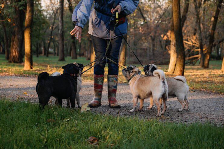 Dog Walkers in Ghaziabad