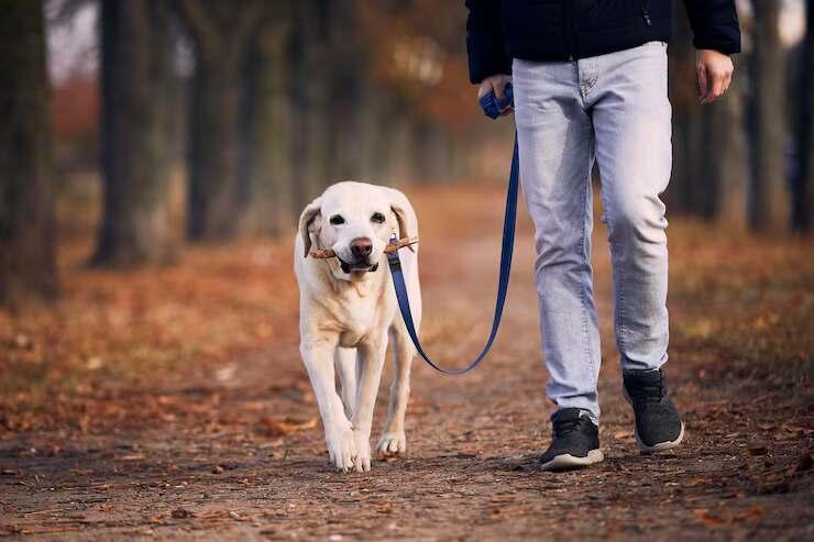 Dog Walkers in Nagpur