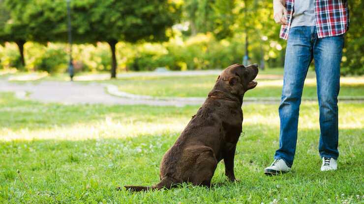 Dog Trainer in Jaipur