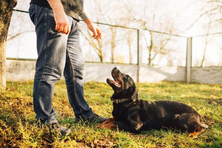 Dog Trainer in Lucknow