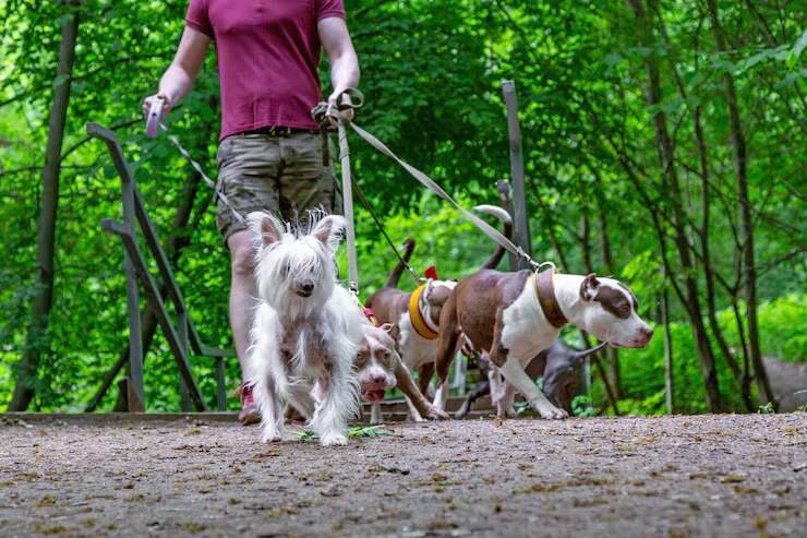 Dog Walking Services in Bangalore