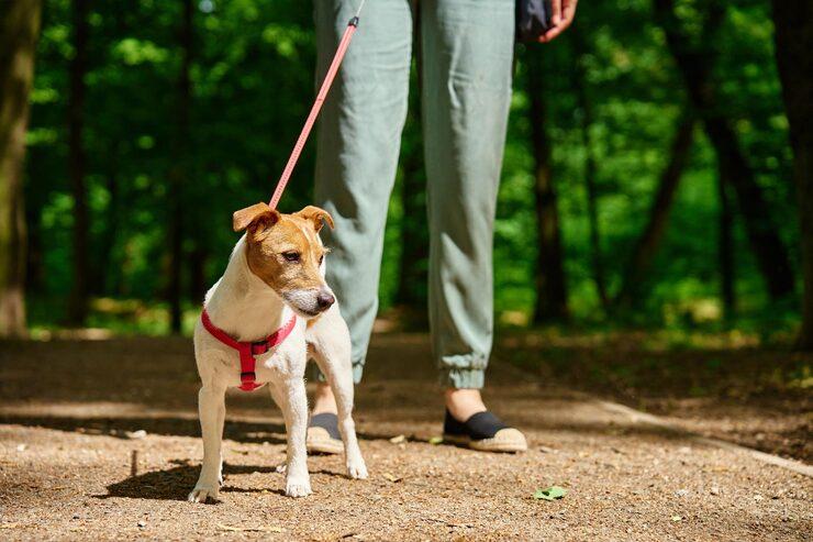 Dog Walking Services in Kolkata