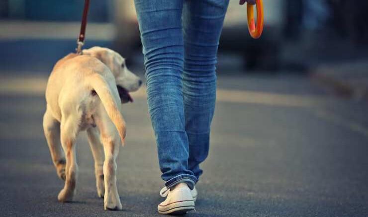 Dog Walking Services in Pune