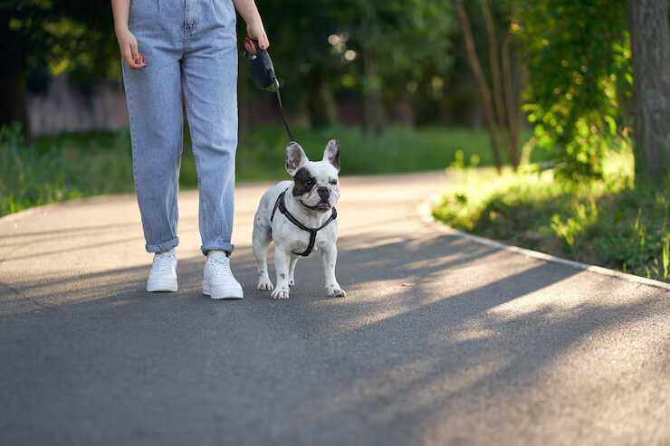 Dog Walking Services in Raipur