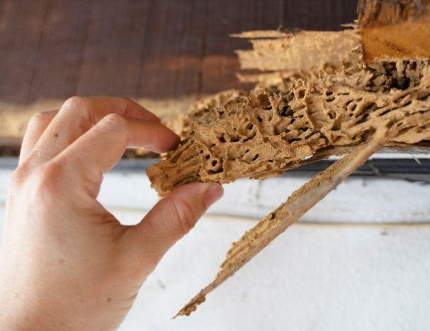 Termite Control