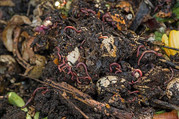 Best Worm Composting